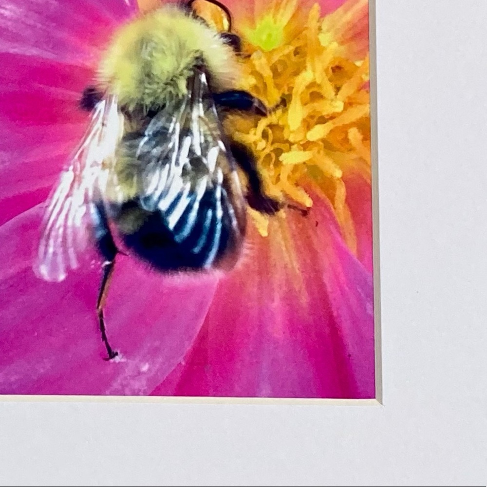 ❌SOLD❌”BUMBLE AND GUMBALL” ~ ORIGINAL ART by ~ @lisamichellebeckerphotography - Picture 3 of 13